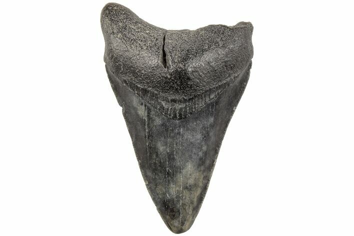 Juvenile Megalodon Tooth - South Carolina #203167